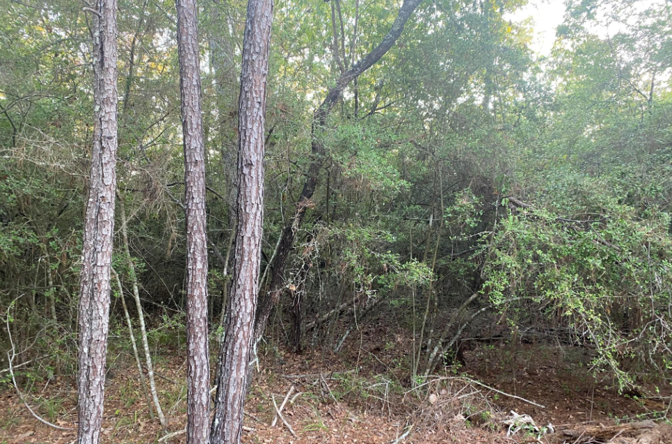 TBD Peach Dr — photo 2